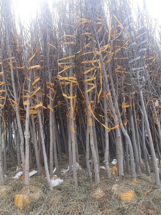 Manzarali daraxt ko'chatlari