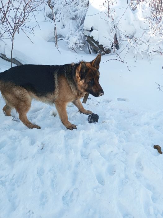 Вязка Кобель немецкой овчарки