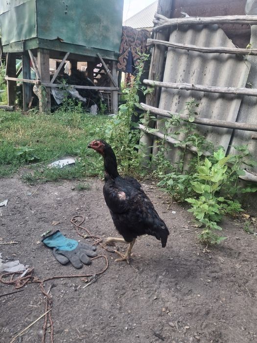 Продам 2 ве тулячки даканы