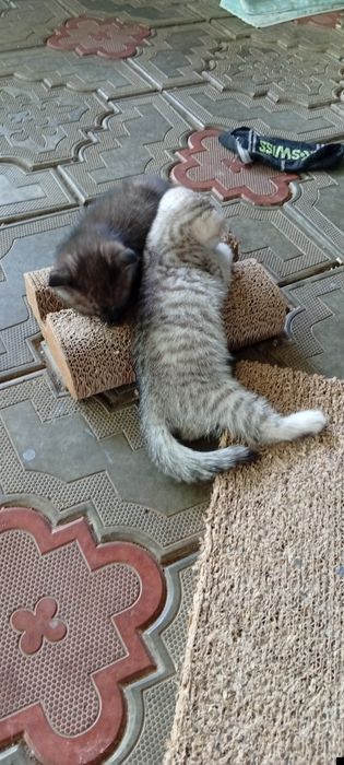 Шотландские вислоушки!!!