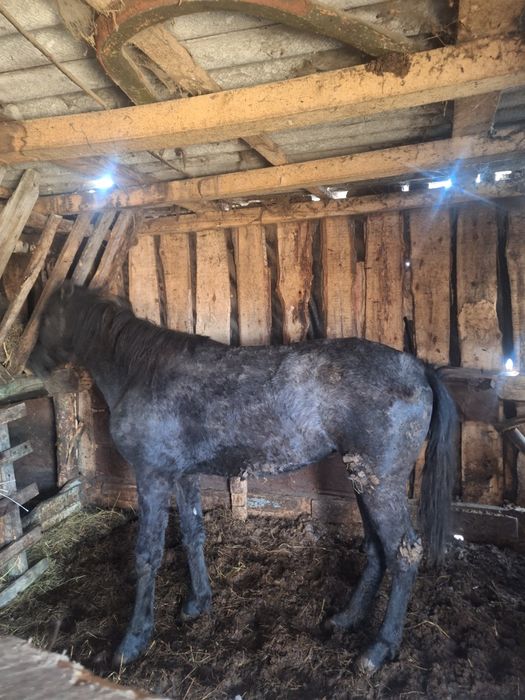 Продам лошадей  одна с откорма