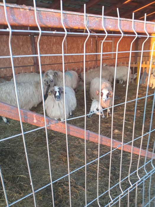 Vând oi breze de Petroșani