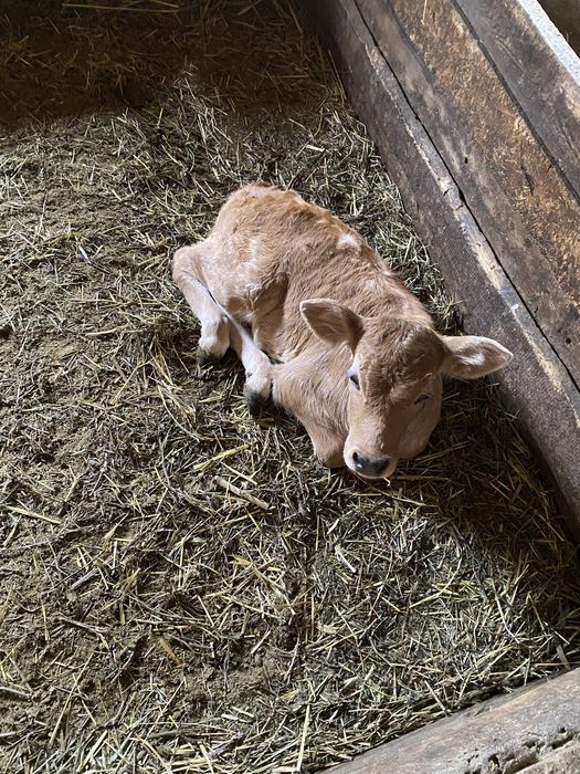 Телята телочки 2шт