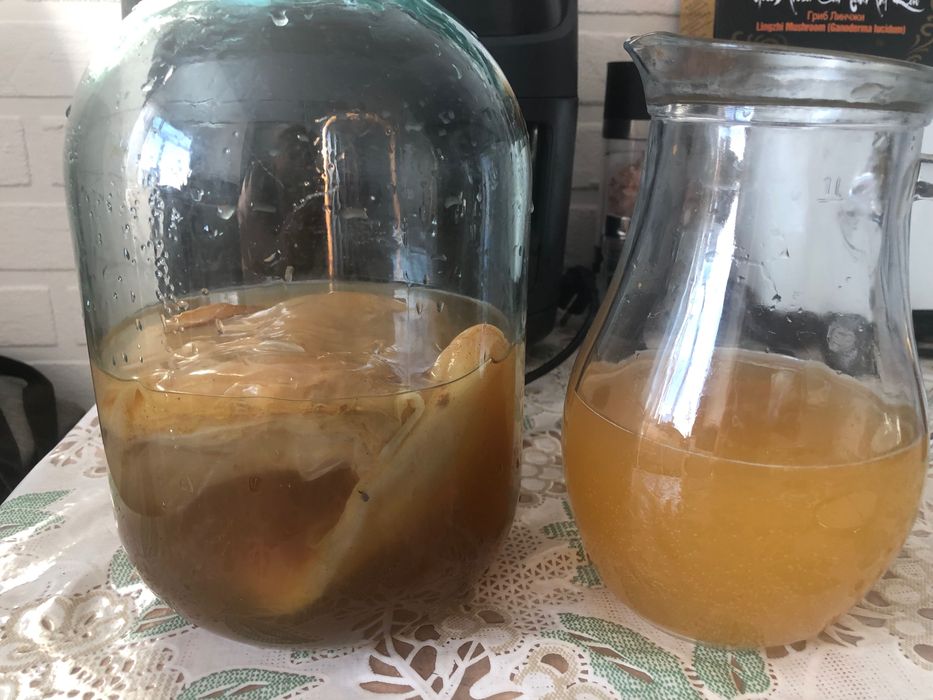 Комбуча (чайный гриб)