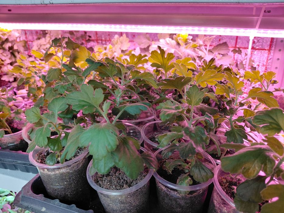 Хризантема мультифлора, корейская