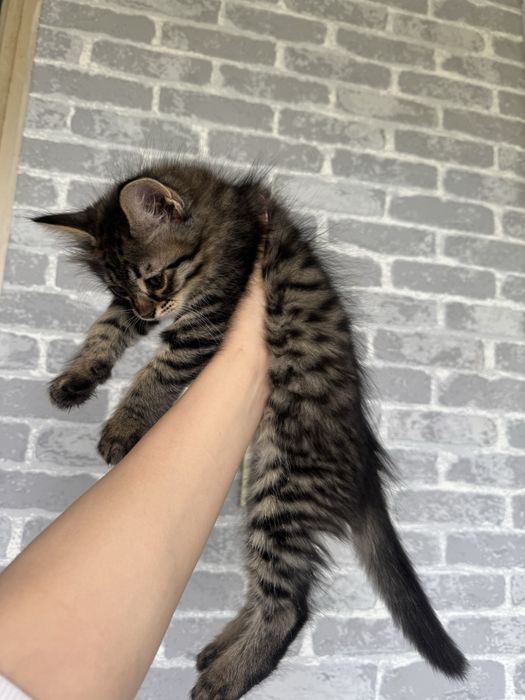 Mushuk bolasi bor hadiyaga beriladi