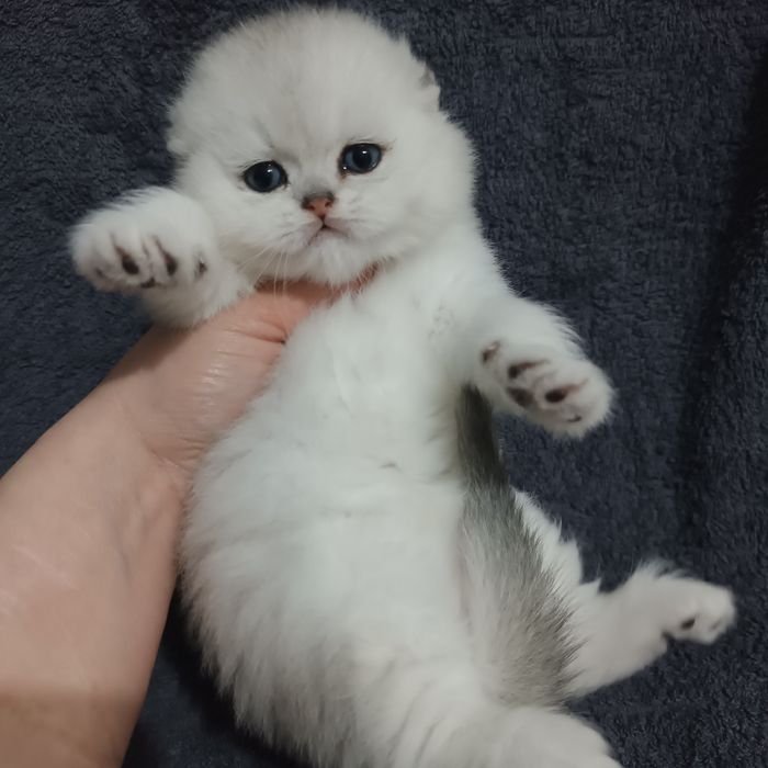 Предлагается кот на вязку