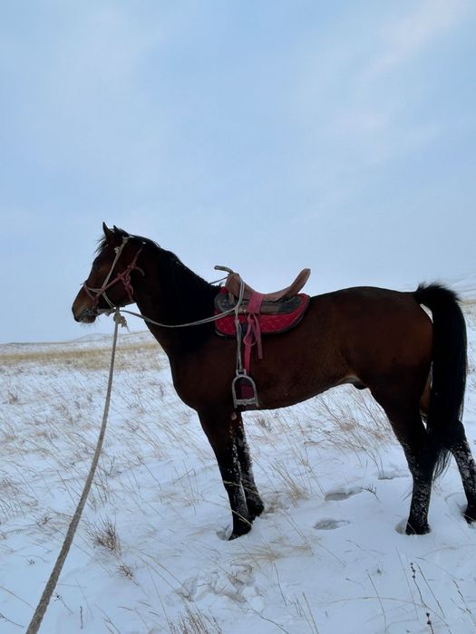 Продается дерзкий жеребец , шусытрый , көкпар , кокпар