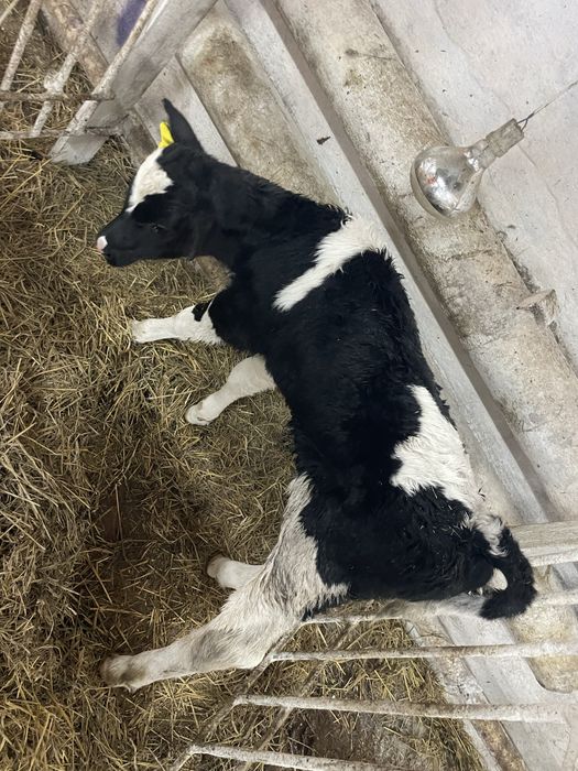 Продам телят , разной породы