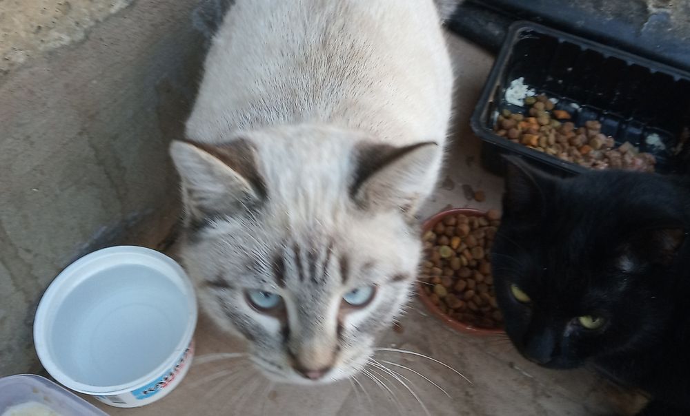 Красивые сиамские котята