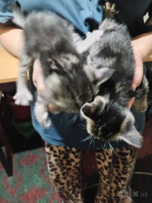 Скотиш страйт котята