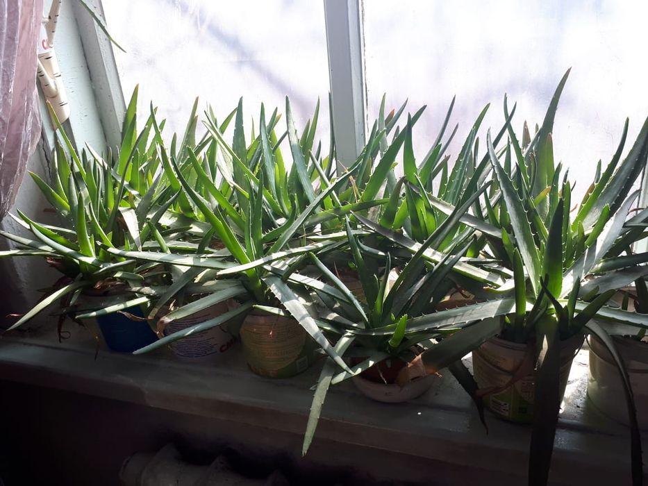 Продаю домашнее Алоэ Вера