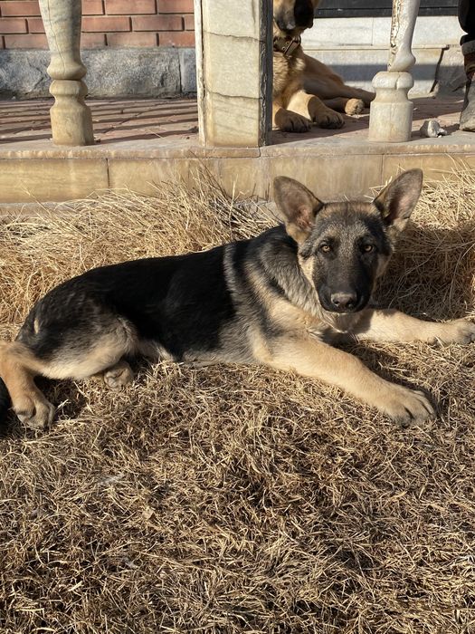 Продам овчарку щенков