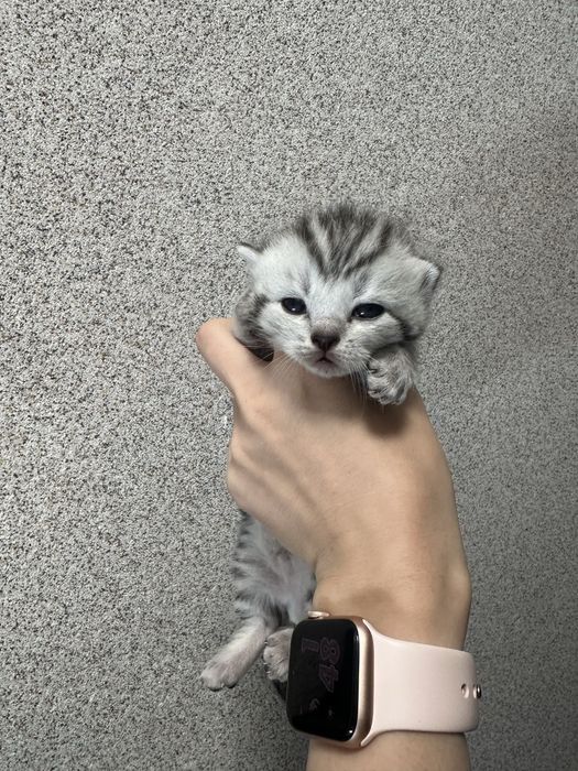 Продам шотладских висоухих