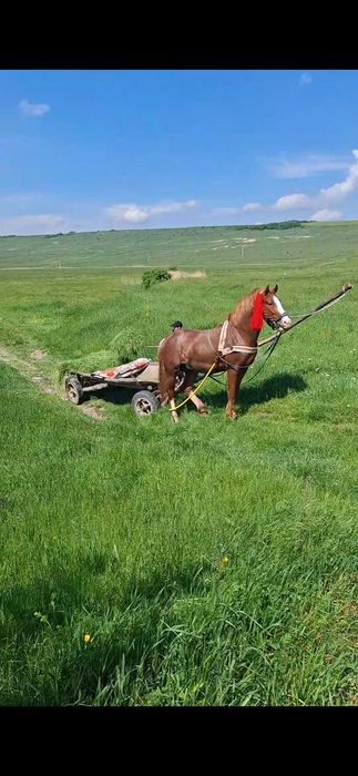 Harmasar de vanzare