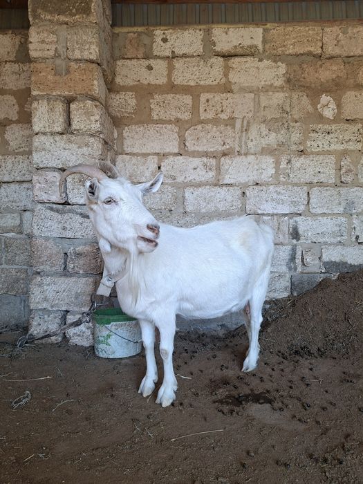Занен сүтті ешкі и лақтар сатылады
