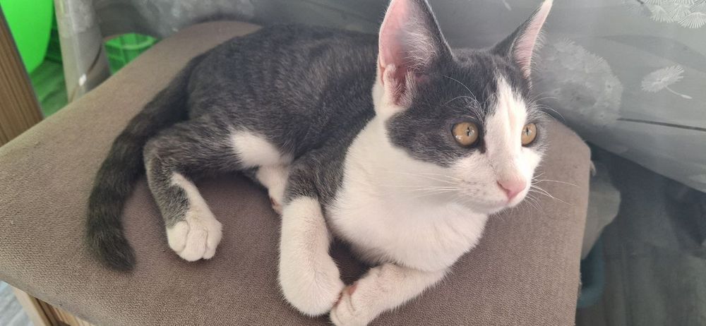 Отдам в добрые руки