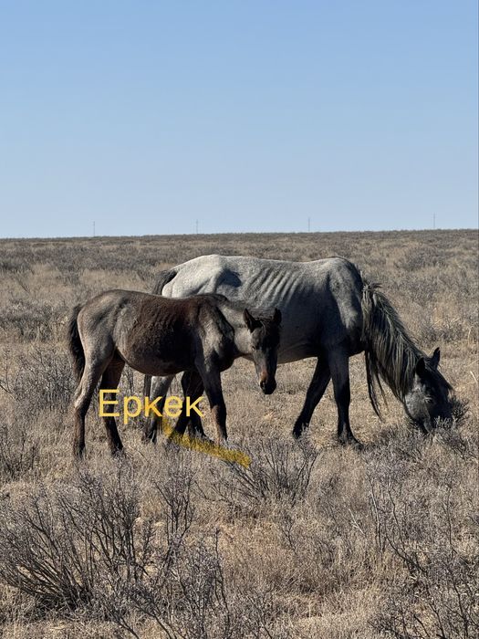 Еркек жабағылар сатылады