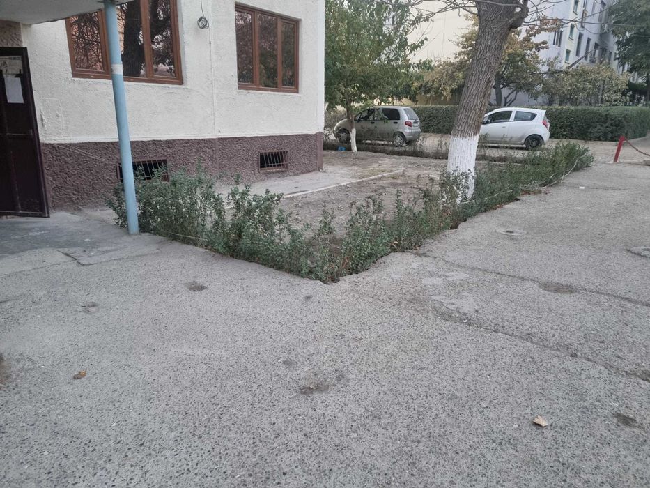 Продается изгородь лигустра