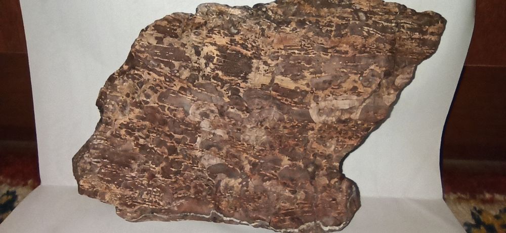 Продам окаменелые фрагменты дерева