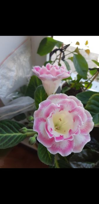 Глоксиния детка сортовая