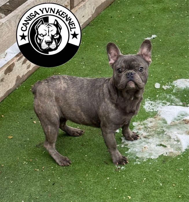 Femela buldog francez blue brindle