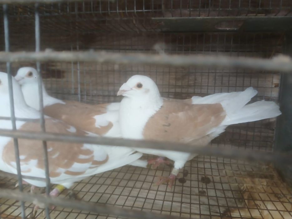 Vând porumbei……..