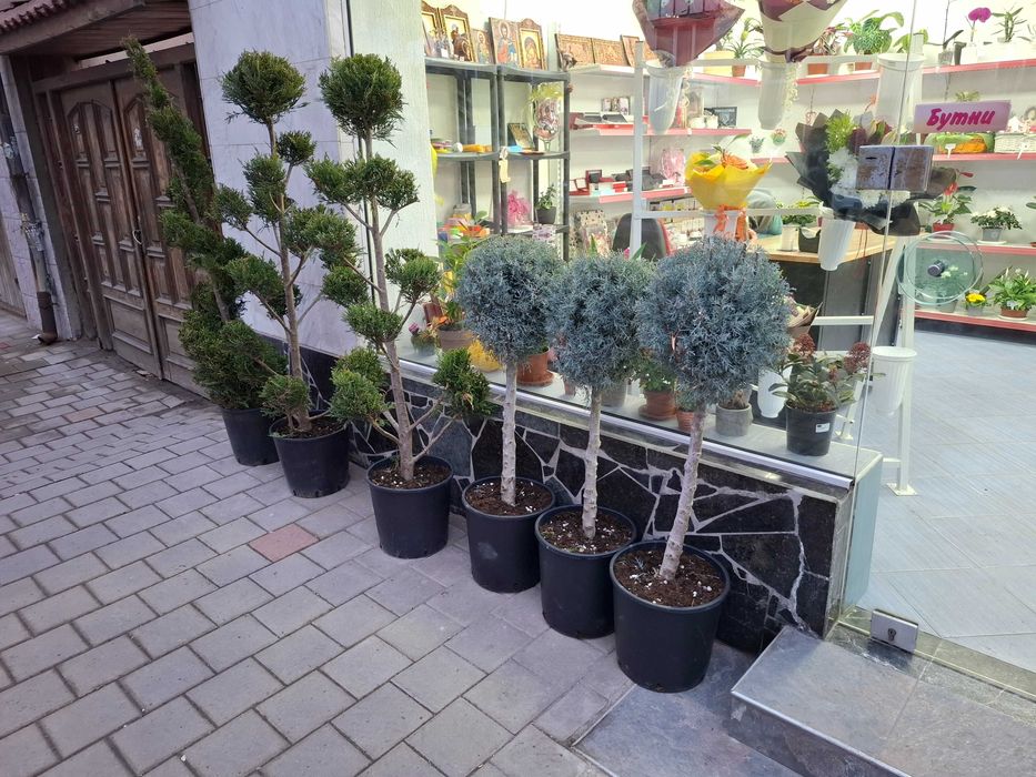 Аризонска топка, разстение отлично качество