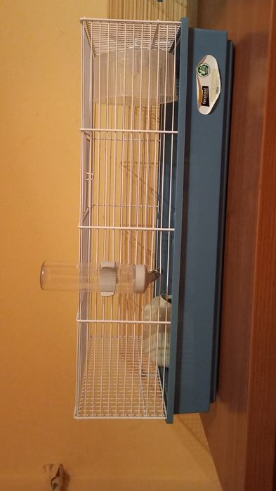 Hamsteri Pitici Campbell