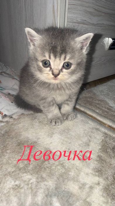 Котята скотиш -страйт и скотиш-фолд