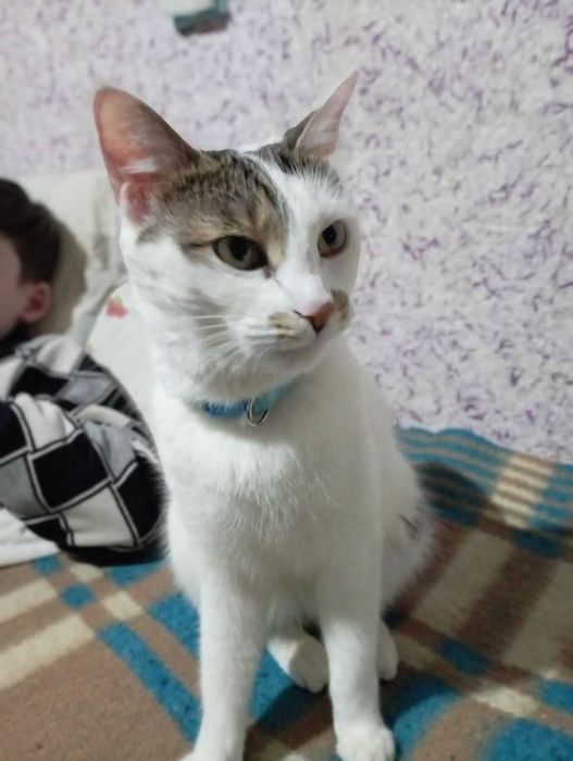 Отдам кошку в хорошие руки