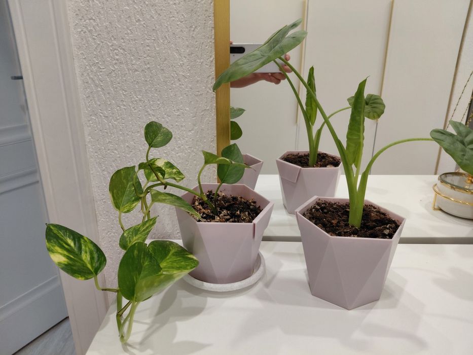 Распродажа цветов. 2000,  800