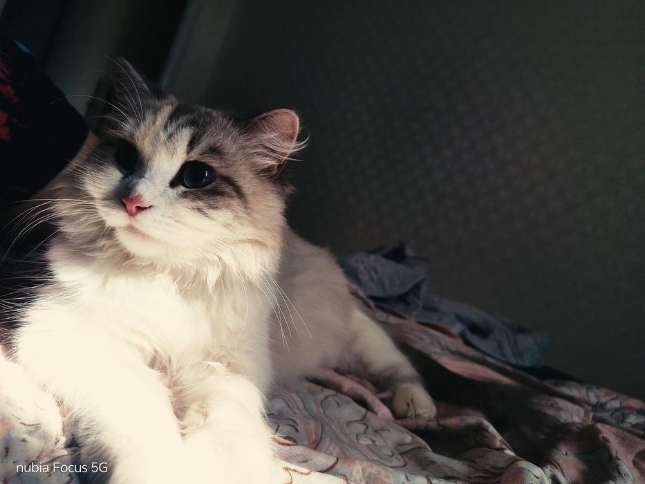 Кошка породистая