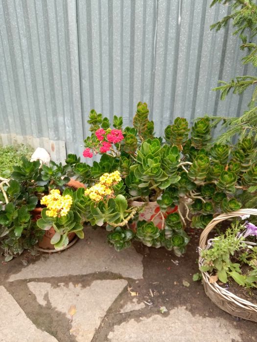 цветы герань и тд.