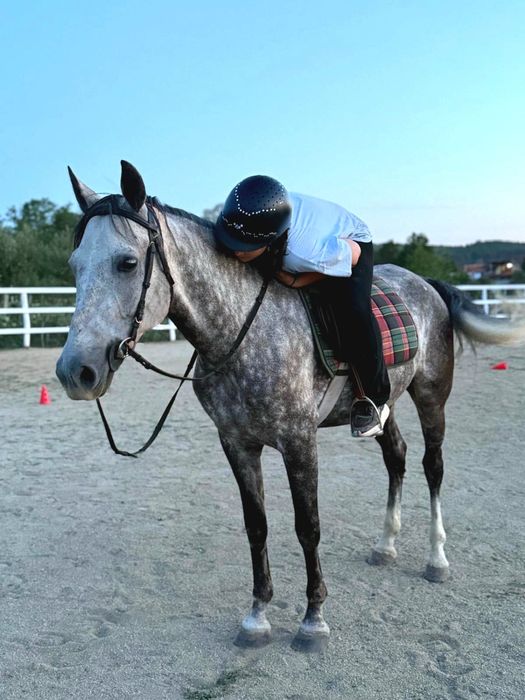 De Vanzare Cal Castrat Varsta 7 Ani