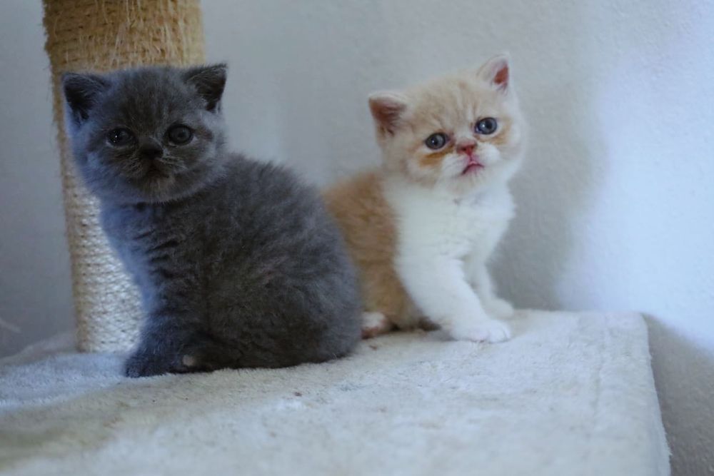 Britskorthaar kittens