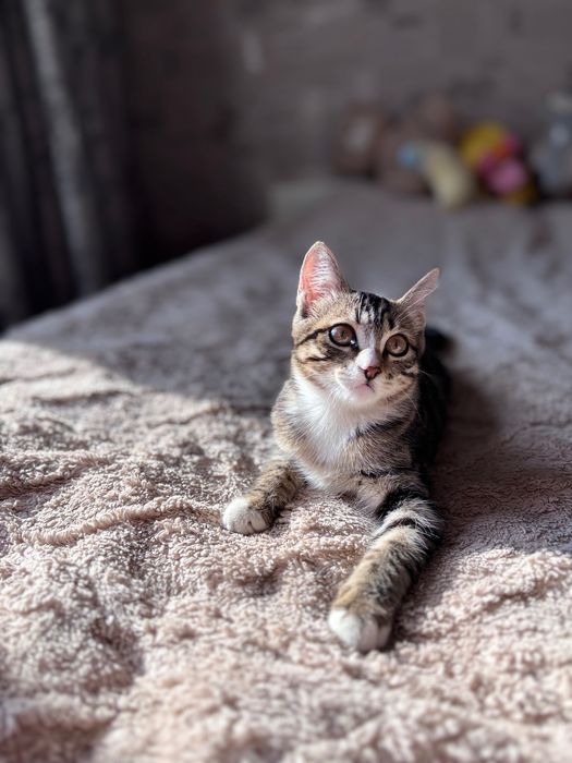 Ищем семью для котенка