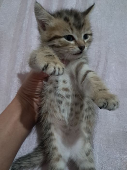 Котята девочки тигровый окрас 3 тыс цена