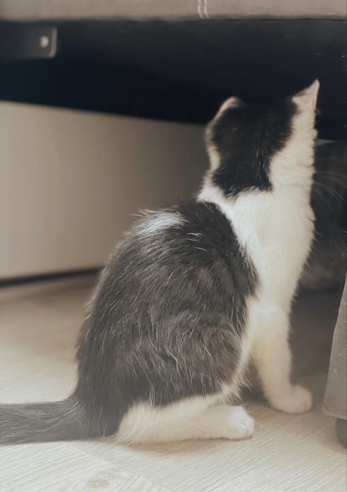 Отдам котенка в добрые руки