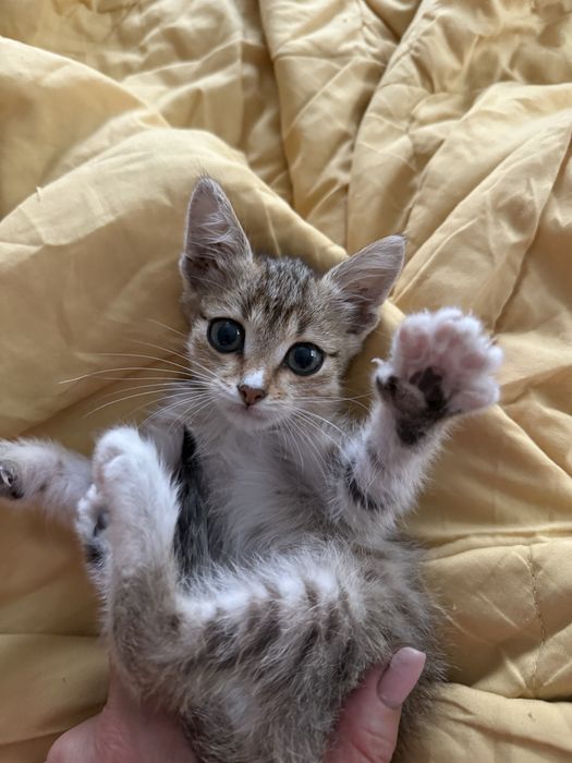 Котята ищут  дом
