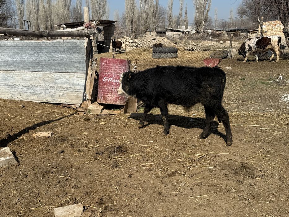 Бычоктар сатылады 20 бас бұқа