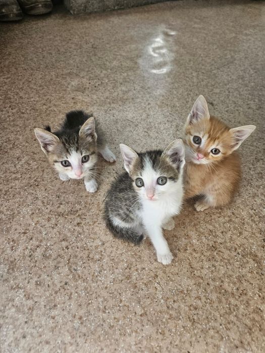 Отдам котят бесплатно