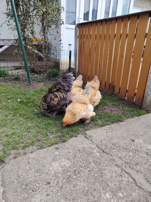 Brahma familie de anul trecut