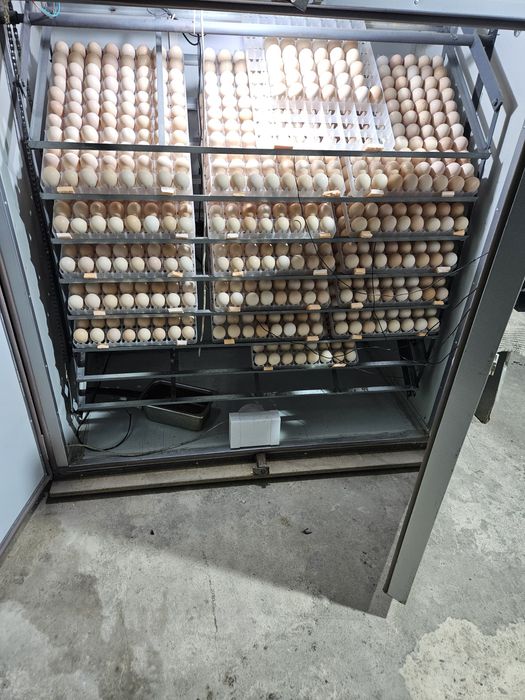 Цыплята бройлеры