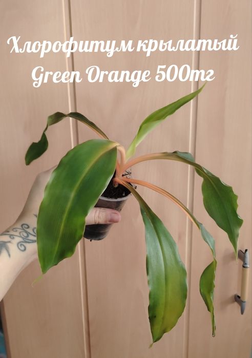 Продам комнатные растения