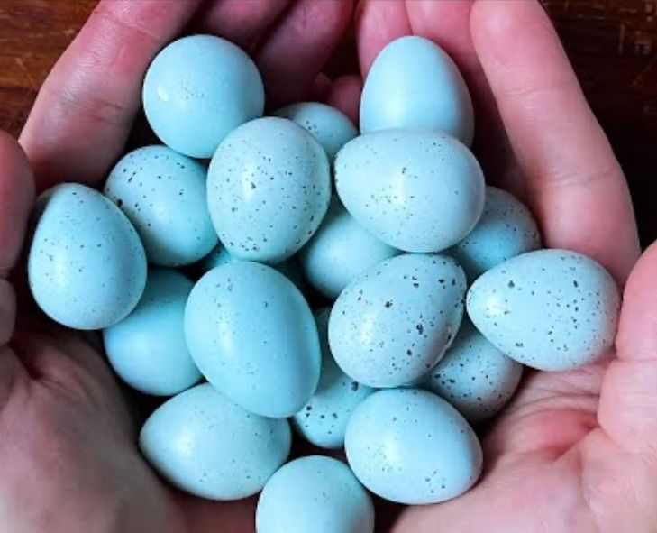 Oua de prepelita incubat