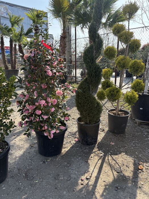 Ofer servici complete  de amenajari gradai si spatii verzi