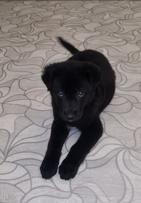 Малышка ищет мампап. Доставлю!