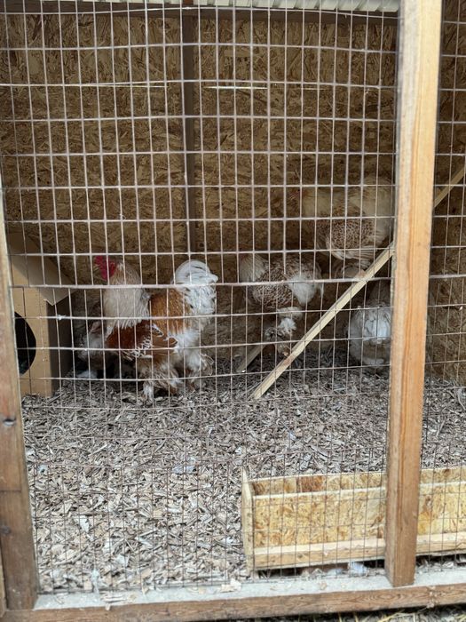 Брама белое золото петух