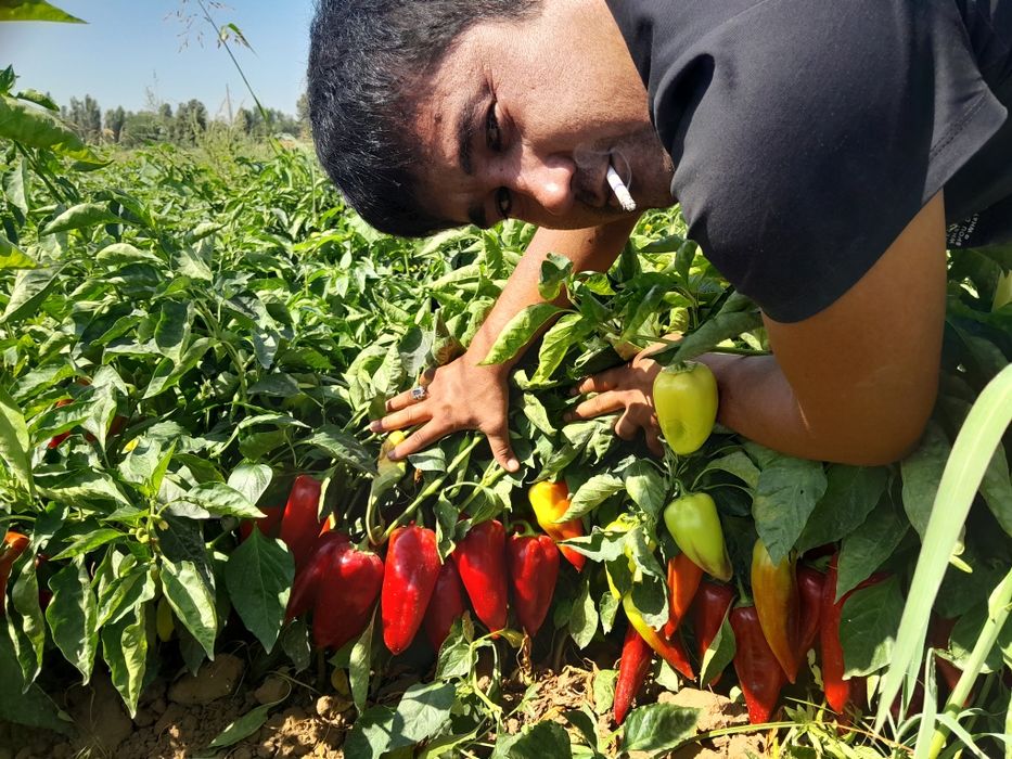 Balgarski urug Super lassika